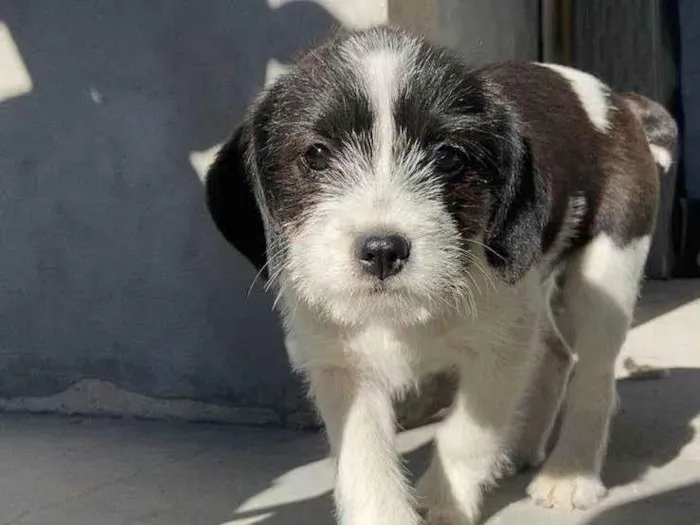 Cachorro ra a Shnauzer idade 2 a 6 meses nome Budyl