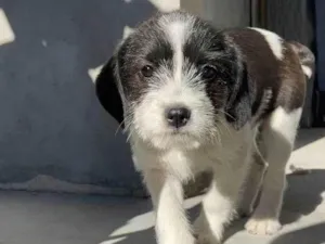 Cachorro raça SRD-ViraLata idade 2 a 6 meses nome Budy