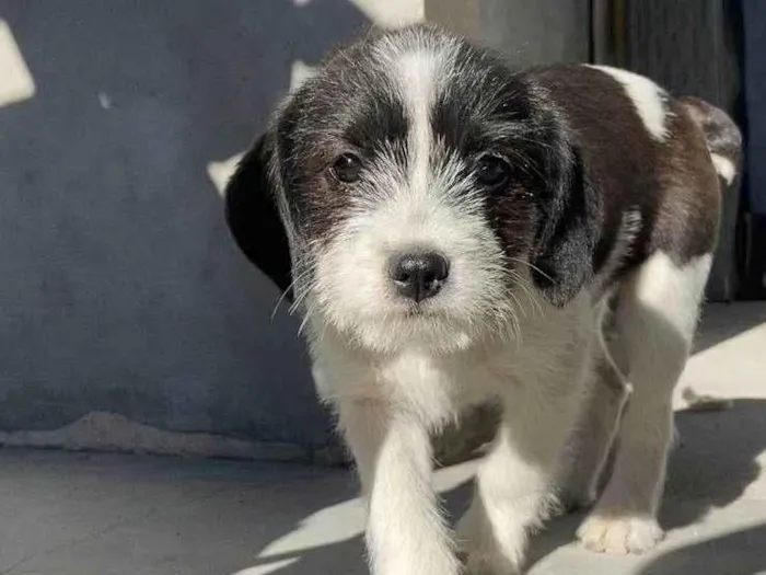 Cachorro ra a SRD-ViraLata idade 2 a 6 meses nome Budy