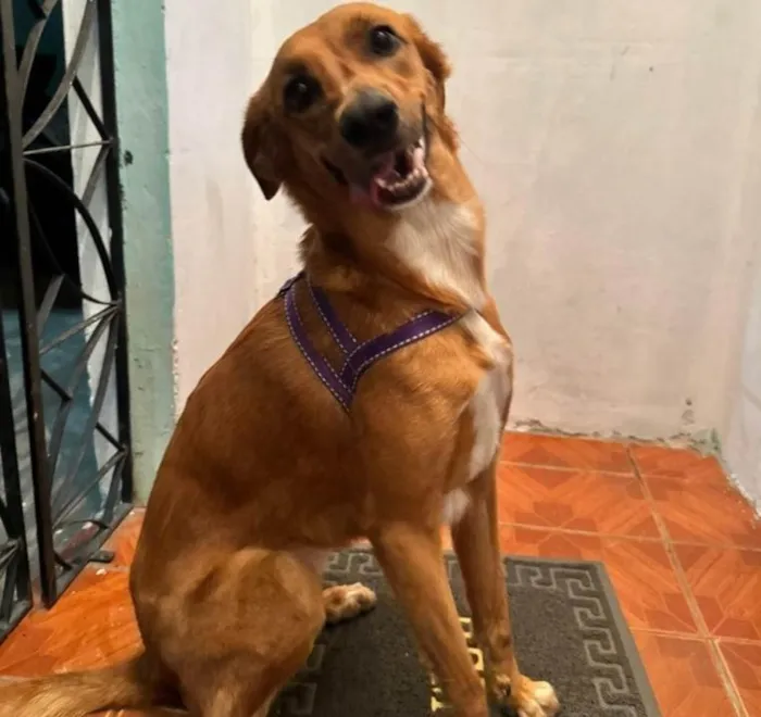 Cachorro ra a SRD-ViraLata idade 3 anos nome Pérola 