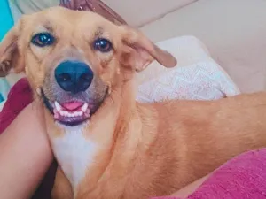 Cachorro raça SRD-ViraLata idade 3 anos nome Pérola 