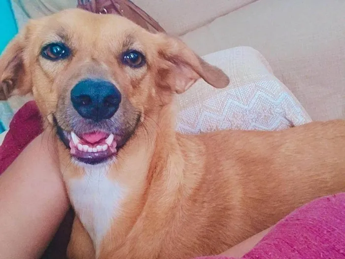 Cachorro ra a SRD-ViraLata idade 3 anos nome Pérola 