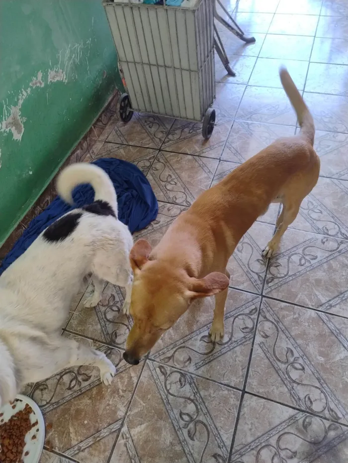 Cachorro ra a SRD-ViraLata idade 7 a 11 meses nome Snoop, escub