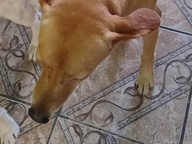 Cachorro ra a SRD-ViraLata idade 7 a 11 meses nome Snoop, escub
