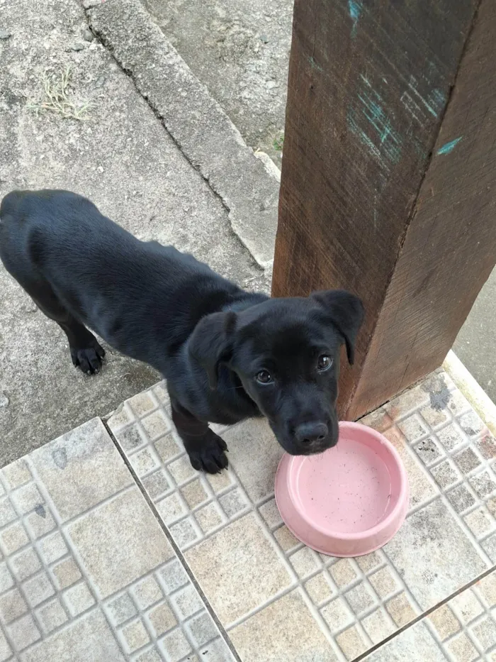 Cachorro ra a SRD-ViraLata idade 2 a 6 meses nome Nala
