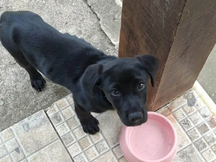 Cachorro ra a SRD-ViraLata idade 2 a 6 meses nome Nala