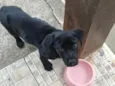 Nala