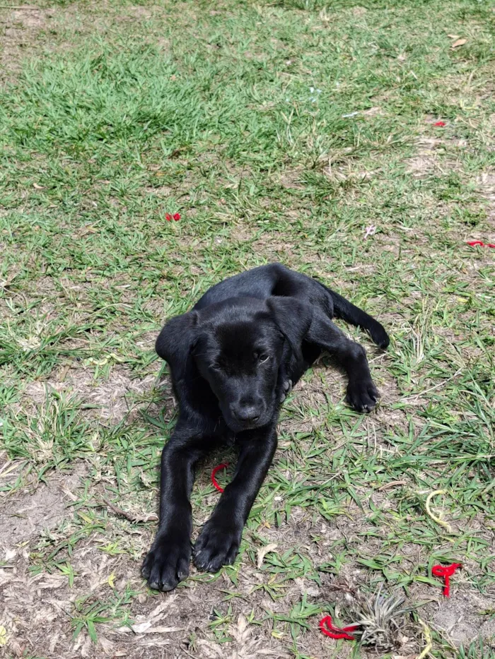 Cachorro ra a SRD-ViraLata idade 2 a 6 meses nome Nala