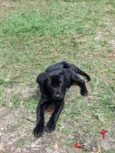 Nala