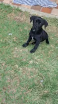 Nala