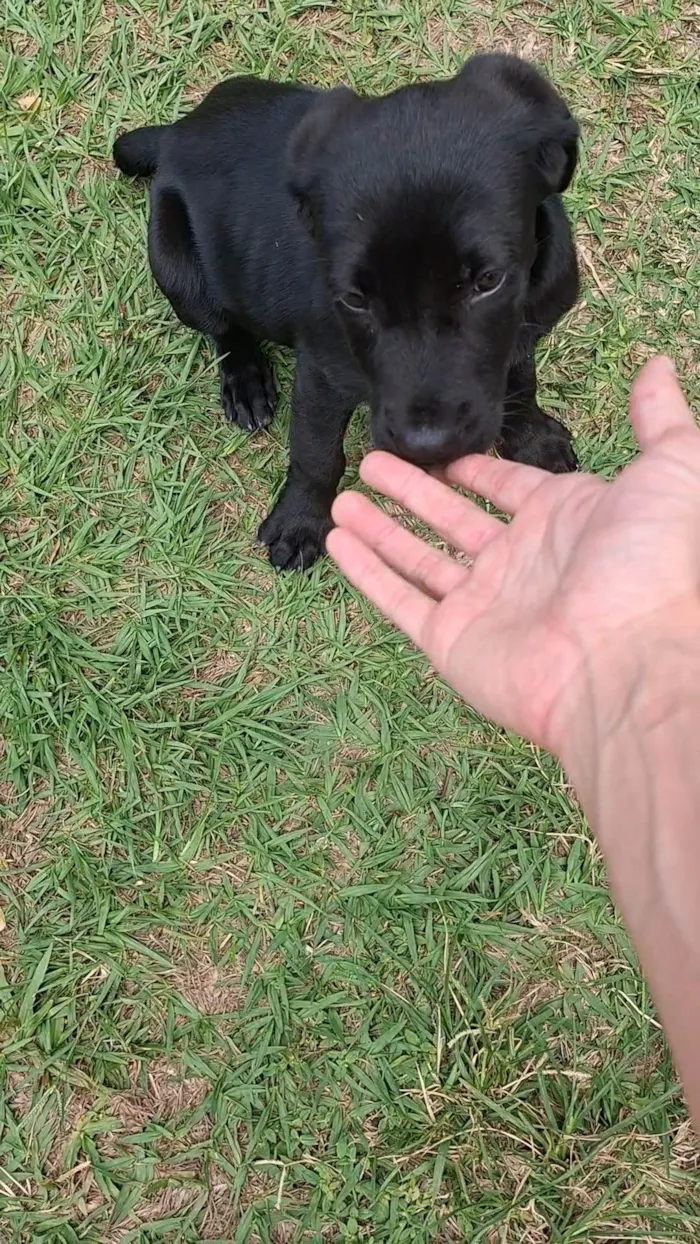 Cachorro ra a SRD-ViraLata idade 2 a 6 meses nome Nala