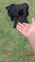 Nala