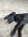 Nala