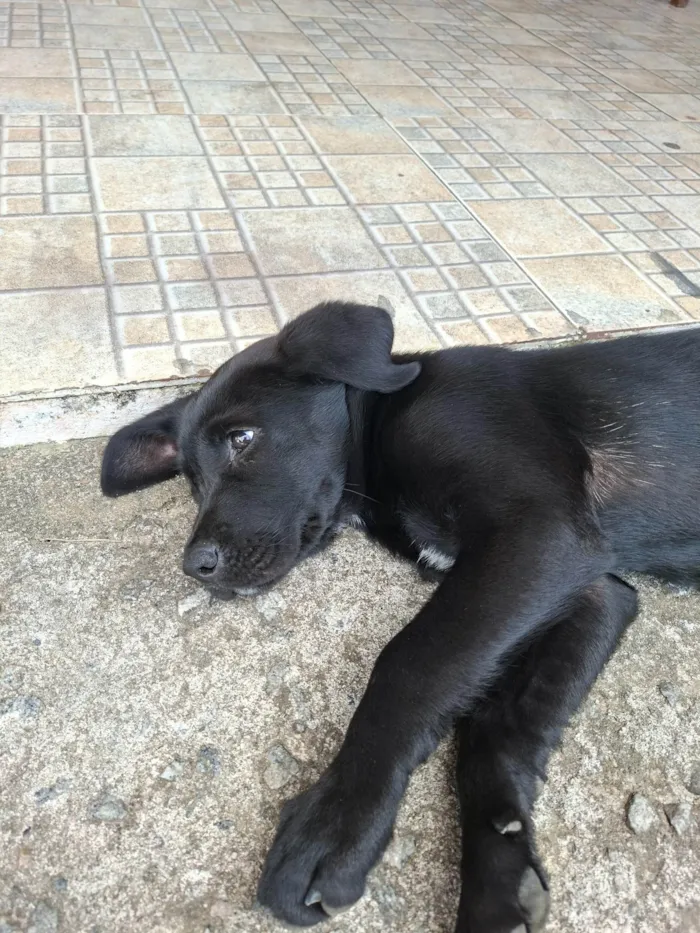 Cachorro ra a SRD-ViraLata idade 2 a 6 meses nome Nala