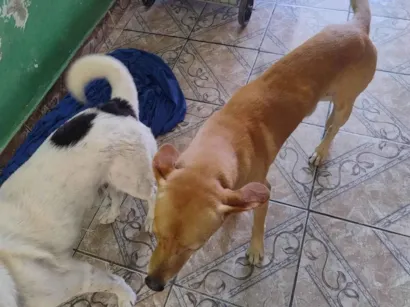 Cachorro raça SRD-ViraLata idade 7 a 11 meses nome Snoop, escub