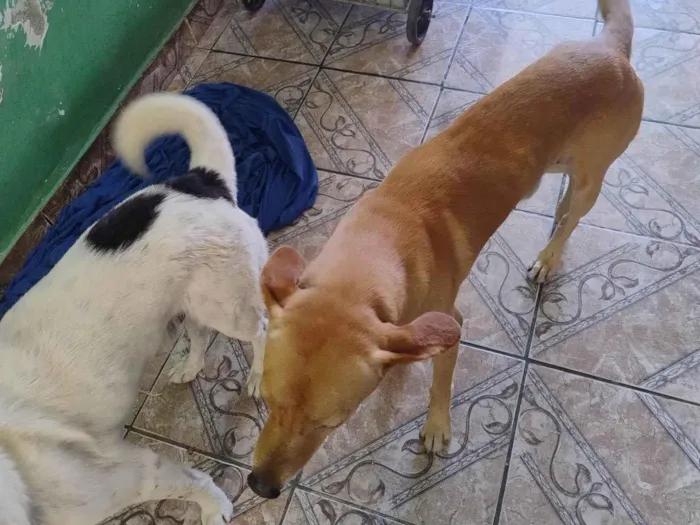 Cachorro ra a SRD-ViraLata idade 7 a 11 meses nome Snoop, escub