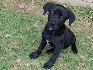 Cachorro raça SRD-ViraLata idade 2 a 6 meses nome Nala