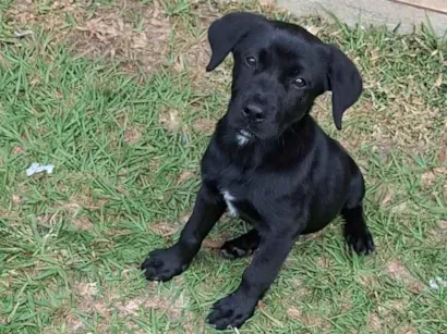 Cachorro raça SRD-ViraLata idade 2 a 6 meses nome Nala