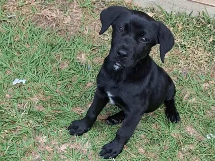 Cachorro ra a SRD-ViraLata idade 2 a 6 meses nome Nala