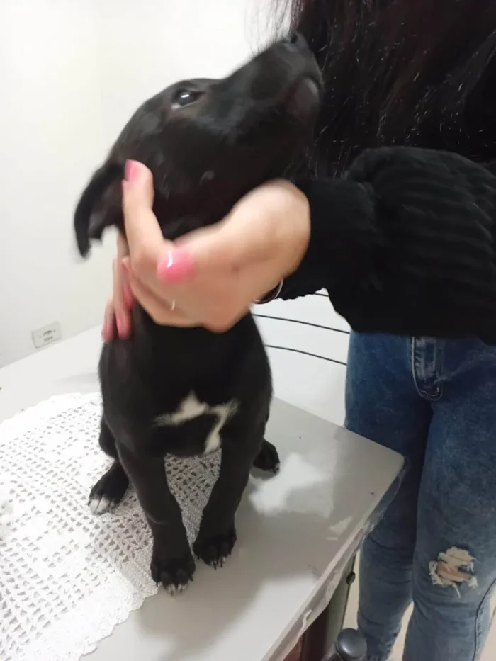 Cachorro ra a SRD-ViraLata idade 2 a 6 meses nome Sem nome 