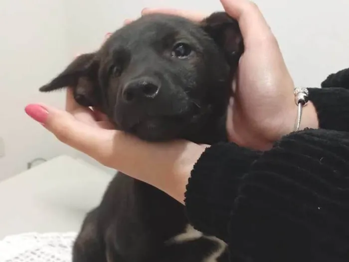 Cachorro ra a SRD-ViraLata idade 2 a 6 meses nome Sem nome 