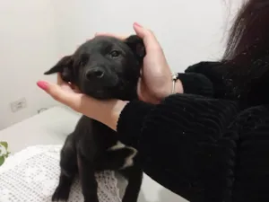 Cachorro raça SRD-ViraLata idade 2 a 6 meses nome Sem nome 
