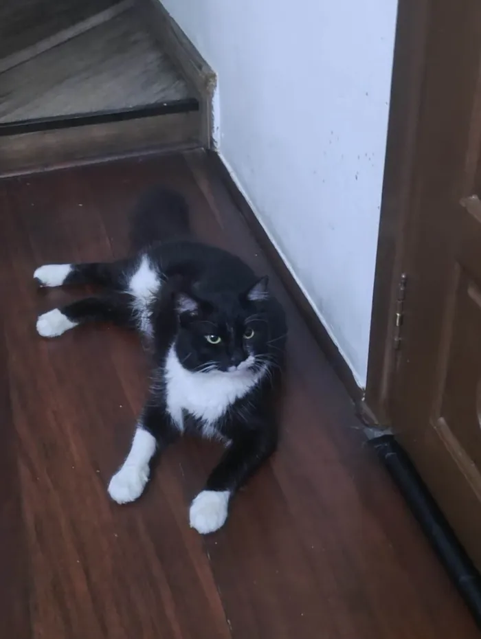 Gato ra a SRD-ViraLata idade 2 anos nome Rogerio