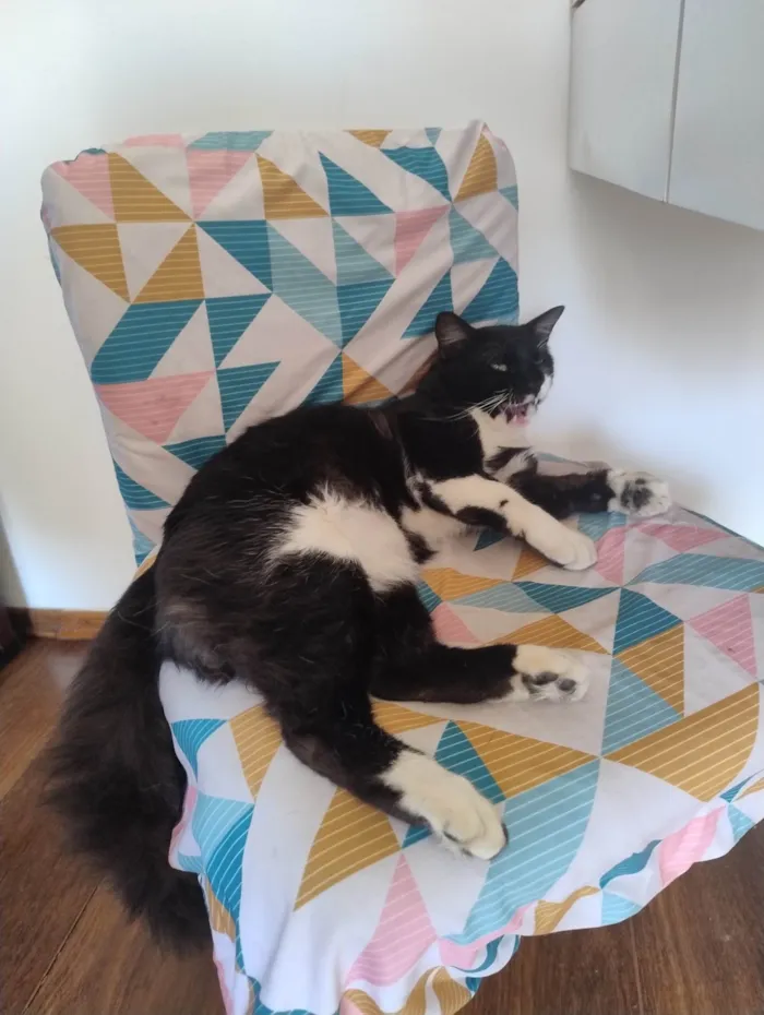 Gato ra a SRD-ViraLata idade 2 anos nome Rogerio