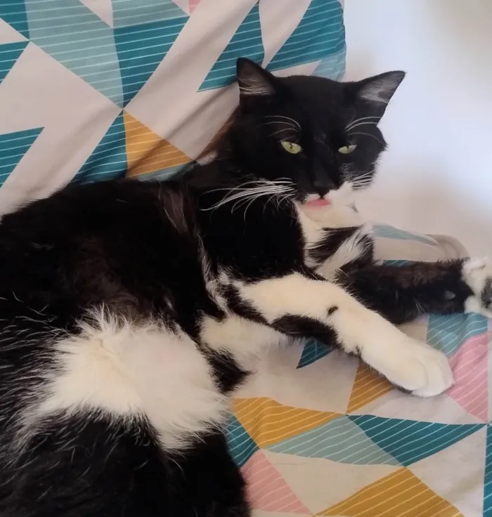 Gato ra a SRD-ViraLata idade 2 anos nome Rogerio