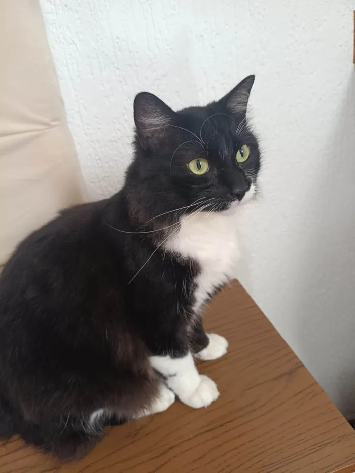 Gato ra a SRD-ViraLata idade 2 anos nome Rogerio