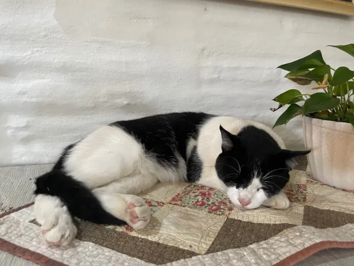 Gato ra a SRD-ViraLata idade 3 anos nome Kuku