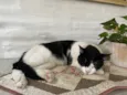 Kuku