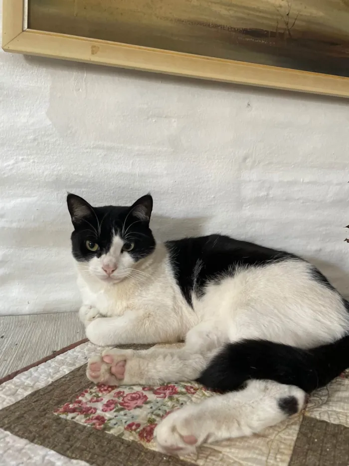Gato ra a SRD-ViraLata idade 3 anos nome Kuku