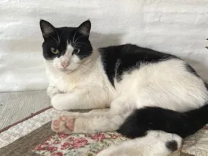 Gato raça SRD-ViraLata idade 3 anos nome Kuku
