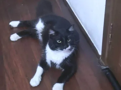 Gato raça SRD-ViraLata idade 2 anos nome Rogerio
