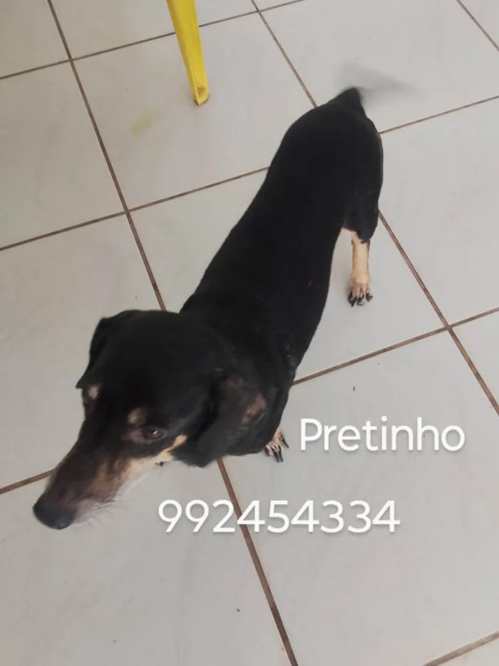 Cachorro ra a Basset-Cofap idade 6 ou mais anos nome Pretinho