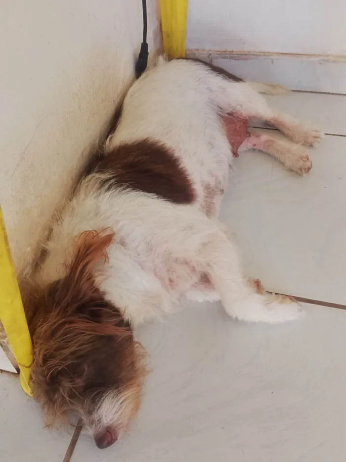 Cachorro ra a SRD-ViraLata idade 6 ou mais anos nome Pembeia