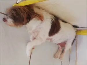 Cachorro raça SRD-ViraLata idade 6 ou mais anos nome Pembeia