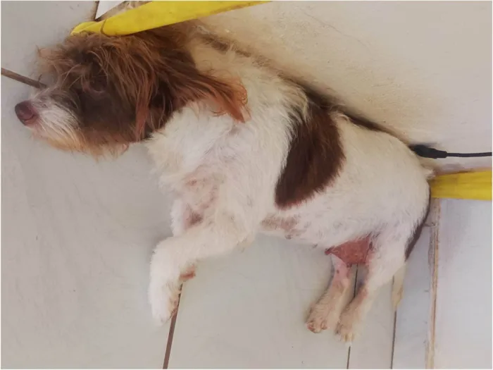 Cachorro ra a SRD-ViraLata idade 6 ou mais anos nome Pembeia