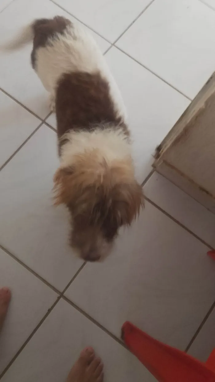 Cachorro ra a SRD-ViraLata idade 6 ou mais anos nome Pembeia