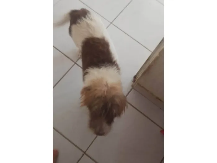 Cachorro ra a SRD-ViraLata idade 6 ou mais anos nome Pembeia