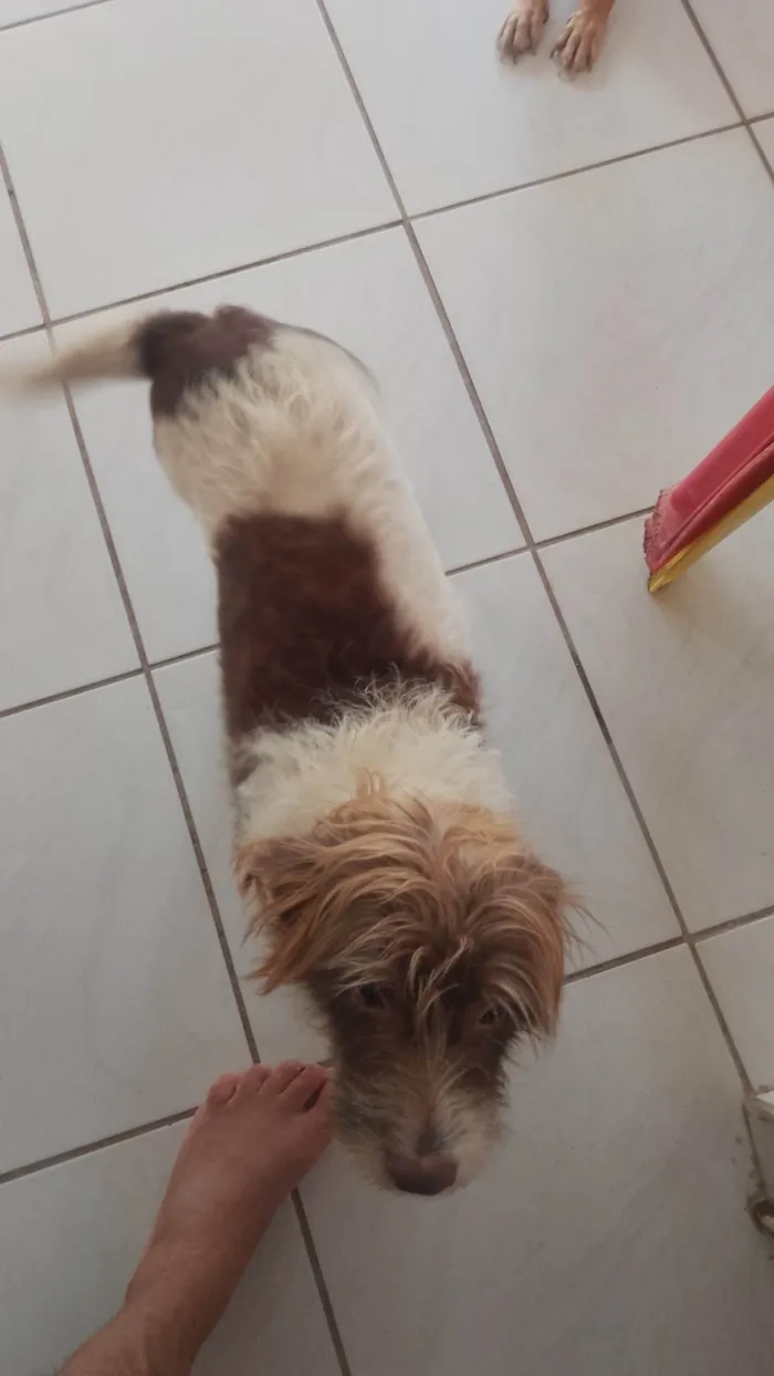 Cachorro ra a SRD-ViraLata idade 6 ou mais anos nome Pembeia