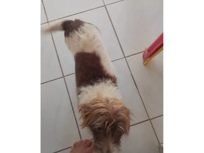 Cachorro ra a SRD-ViraLata idade 6 ou mais anos nome Pembeia