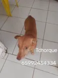 Tchorque
