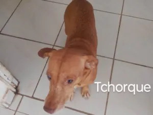 Cachorro raça SRD-ViraLata idade 6 ou mais anos nome Tchorque 