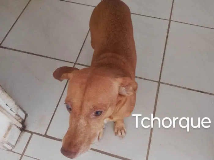 Cachorro ra a SRD-ViraLata idade 6 ou mais anos nome Tchorque 