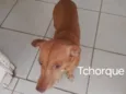 Tchorque