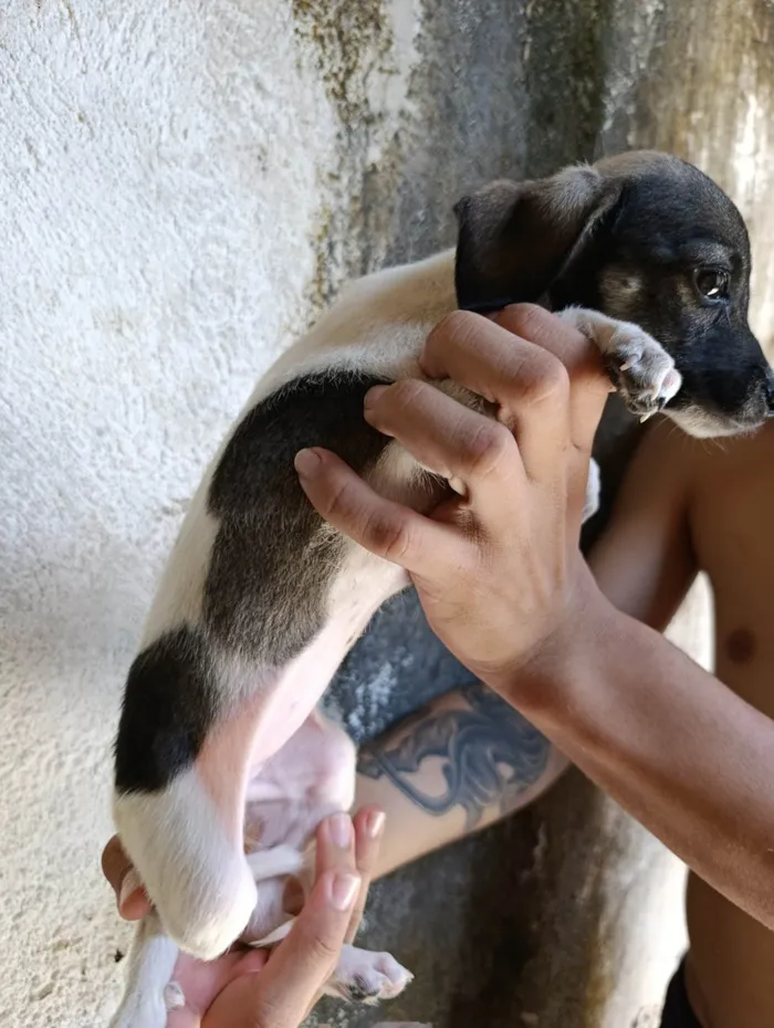 Cachorro ra a SRD-ViraLata idade 2 a 6 meses nome Sem nome