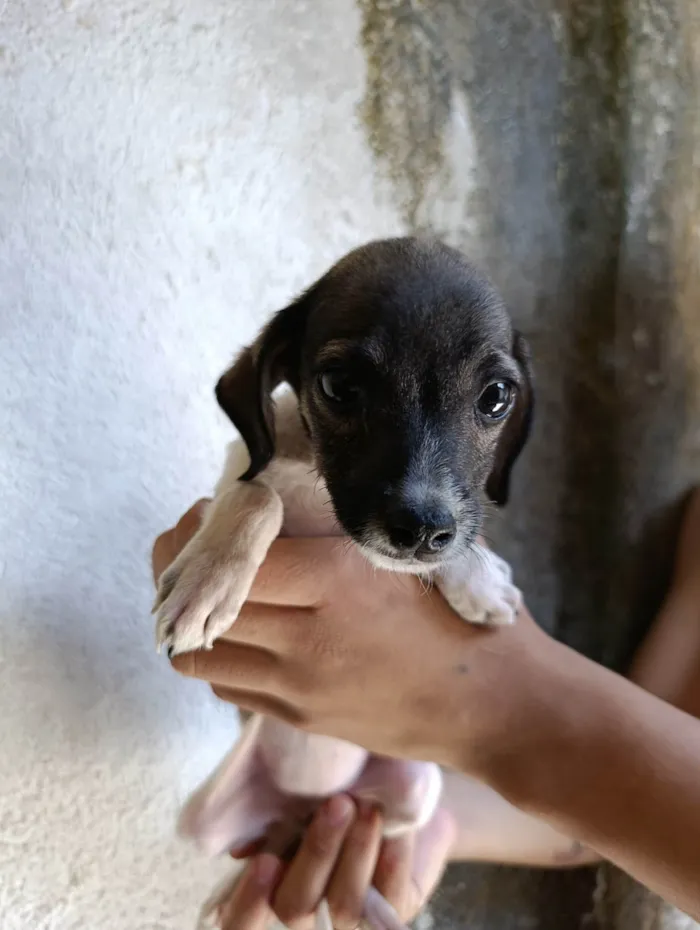 Cachorro ra a SRD-ViraLata idade 2 a 6 meses nome Sem nome