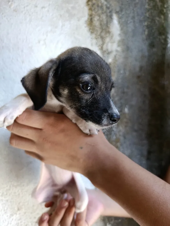 Cachorro ra a SRD-ViraLata idade 2 a 6 meses nome Sem nome